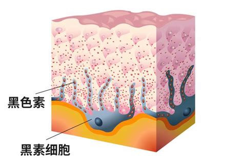 下巴痣長毛|身上有一根毛特別長，是長壽象徵，還是癌變前兆？